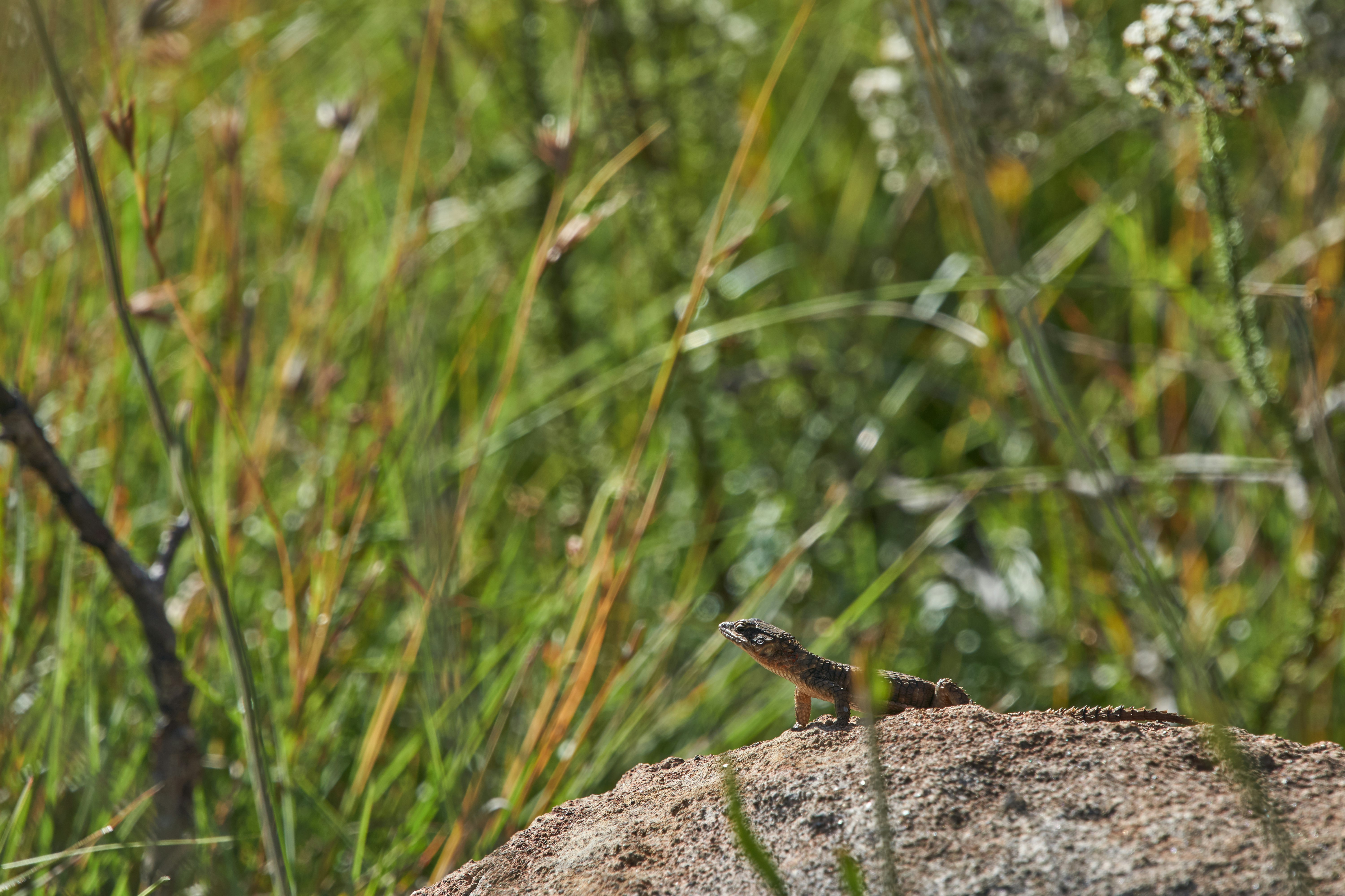 brown lizard on brown rock during daytime